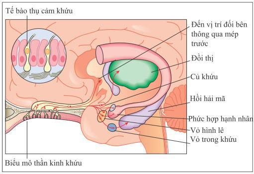 Vì sao SARS-CoV-2 làm con người mất khứu giác, vị giác? - 1